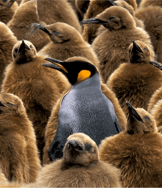 Client project details