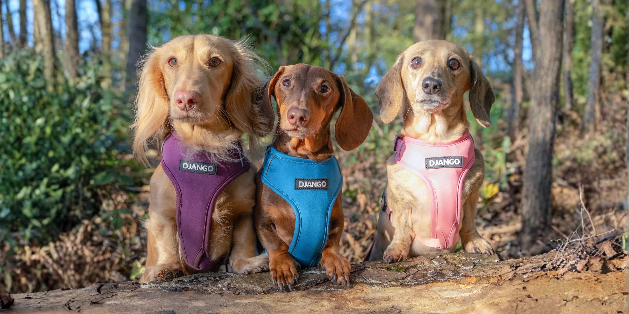 Digital commerce experience for a modern pet lifestyle brand.