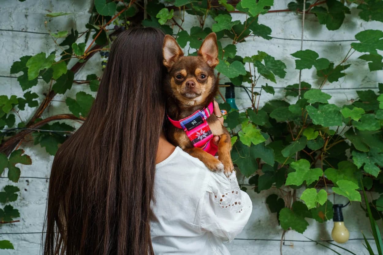 Digital commerce experience for distinctive pet accessories and lifestyle products.