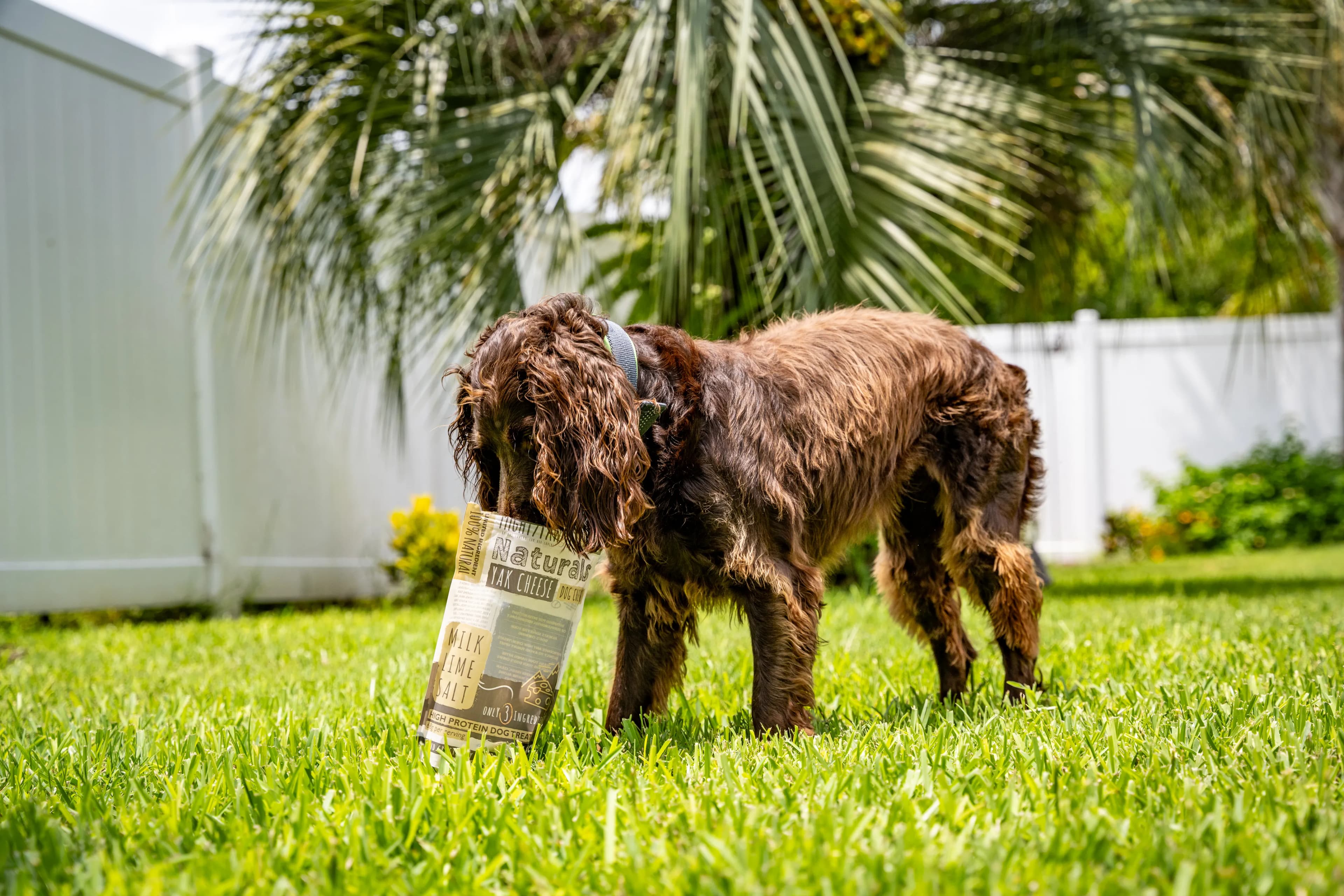 Digital commerce experience for a growing pet products brand.